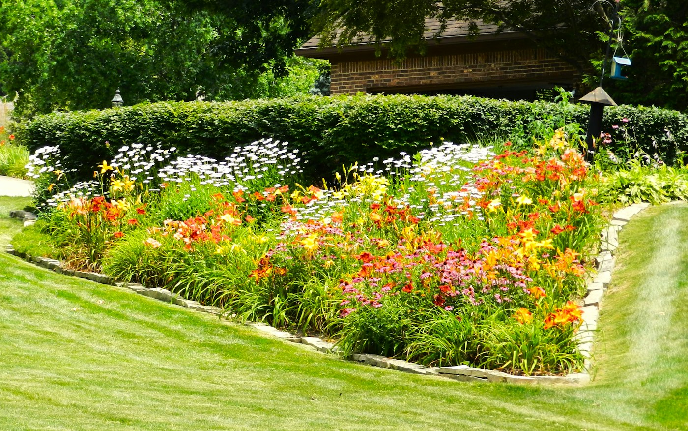 Colourful flower garden and hedge