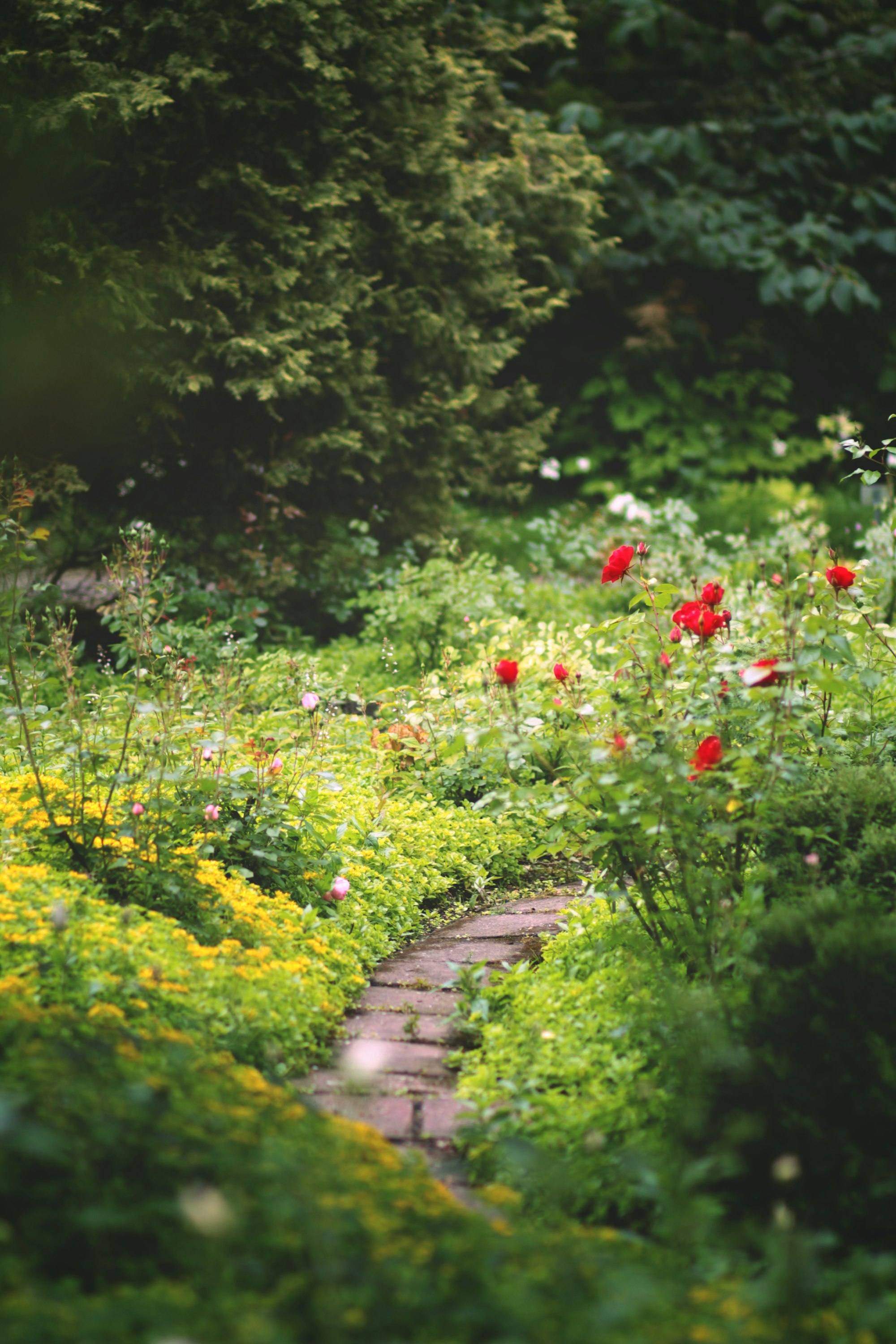 Stone path winding through a lush garden thick with roses