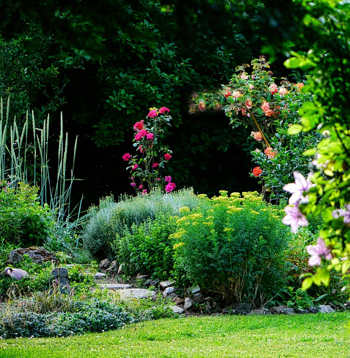 Roses and lush foliage in a planted border