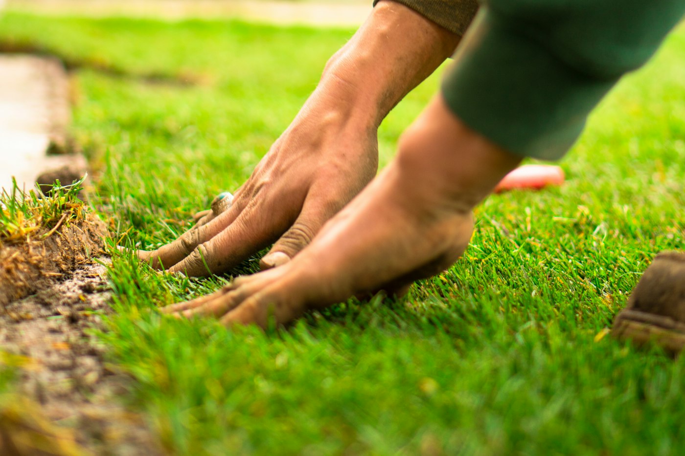 Hands laying fresh sod